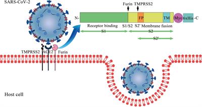 The Impact of ACE2 Polymorphisms on COVID-19 Disease: Susceptibility, Severity, and Therapy